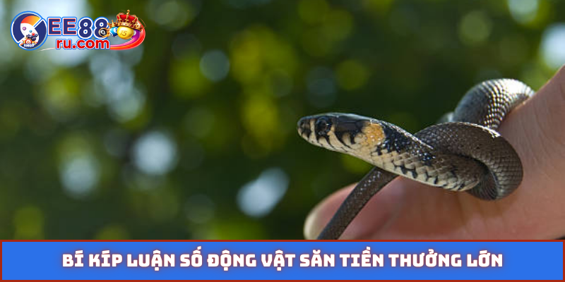 Bí kíp luận số động vật săn tiền thưởng lớn